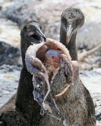 Flightless Cormorants with gross meal