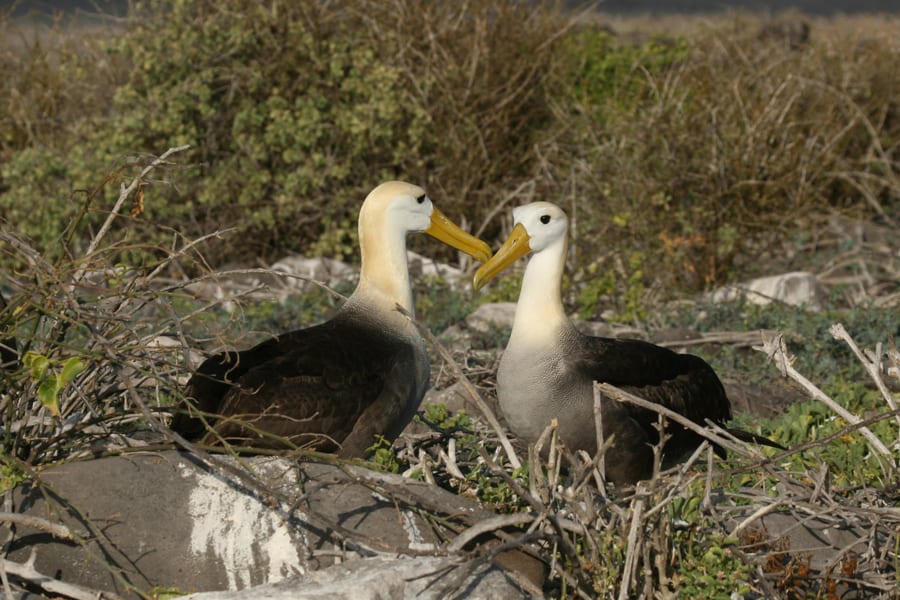 Waved Albatross pair