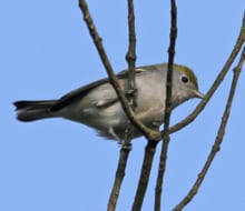Chestnut-sided Warbler - first-year