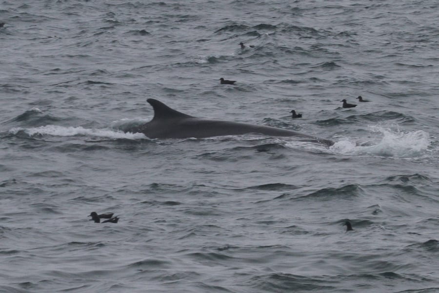 Finback Whale - with Sooty Shearwaters