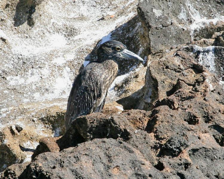 Lava Heron juvenile