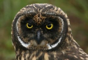Short-eared Owl - close-up