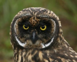 Short-eared Owl - close-up
