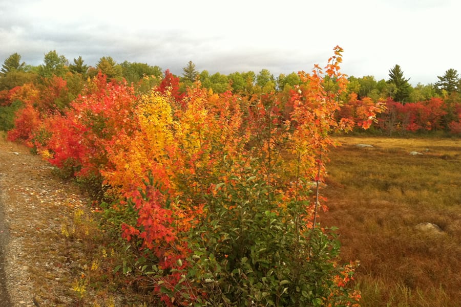 Maine autumn foliage