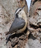 Red-breasted Nuthatch female