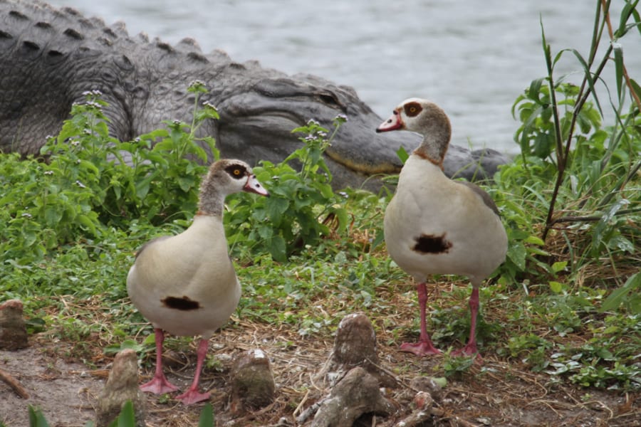 Egyptian Goose - pair