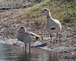 Egyptian Goose - pair