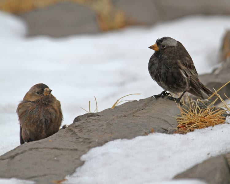 Black Rosy-Finch with Brown-capped Rosy-Finch