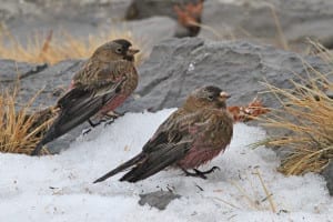 Brown-capped Rosy-Finches