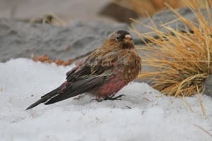 Brown-capped Rosy-Finch