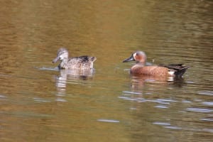 Hybrid Cinnamon X Blue-winged Teal - with Blue-winged Teal female