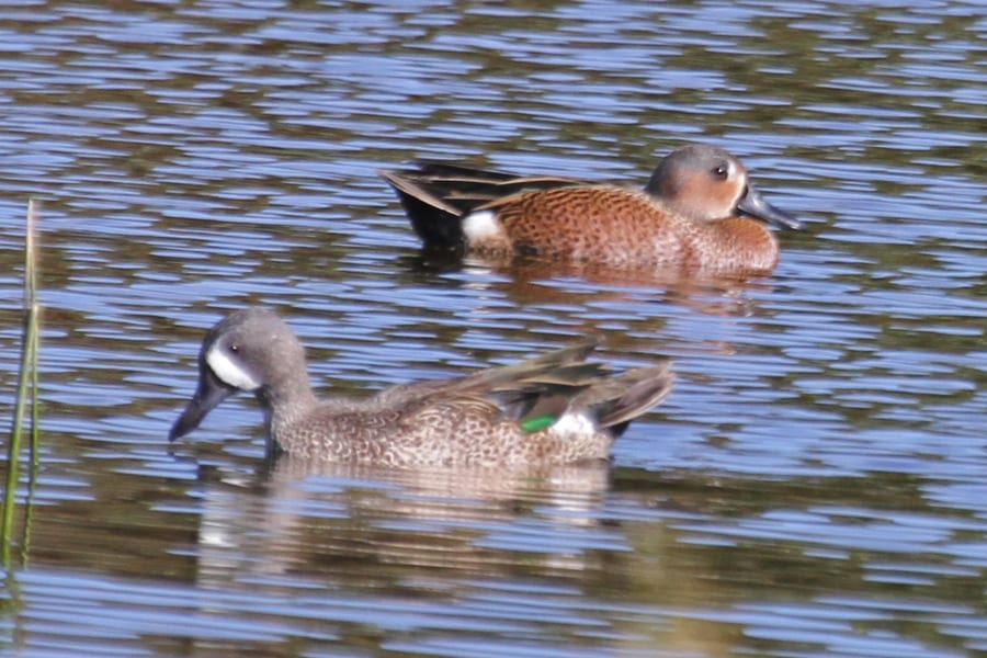 Hybrid Cinnamon X Blue-winged Teal - with Blue-winged Teal drake