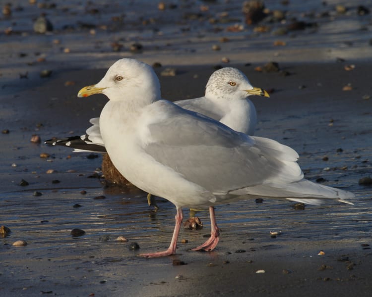 Iceland (Kumlien's) Gull - adult nonbreeeding, with Ring-billed Gull