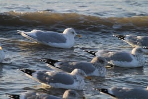 Iceland (Kumlien's) Gull - with Herring Gulls