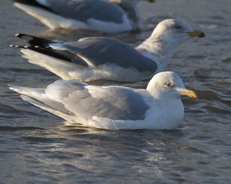 Iceland (Kumlien's) Gull - adult nonbreeeding, with Herring Gull