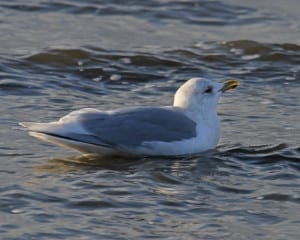 Iceland (Kumlien's) Gull - adult nonbreeeding