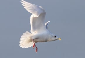 Iceland (Kumlien's) Gull - adult nonbreeeding in flight
