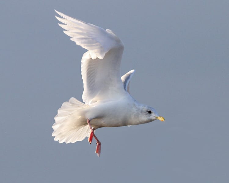 Iceland (Kumlien's) Gull - adult nonbreeeding in flight