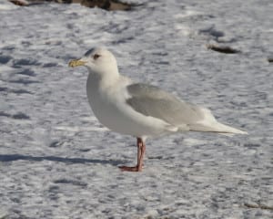 Iceland (Kumlien's) Gull - adult nonbreeeding