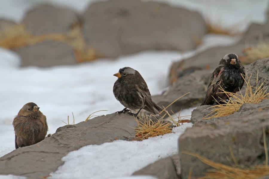 Black Rosy-Finches - with Brown-capped Rosy-Finch