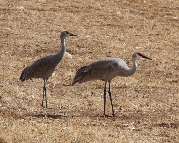 Sandhill Crane with Lesser Sand Hill Crane