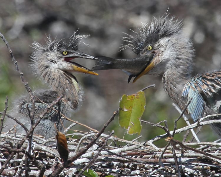 Great Blue-Heron chicks with large fish