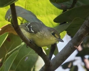 Thick-billed Vireo