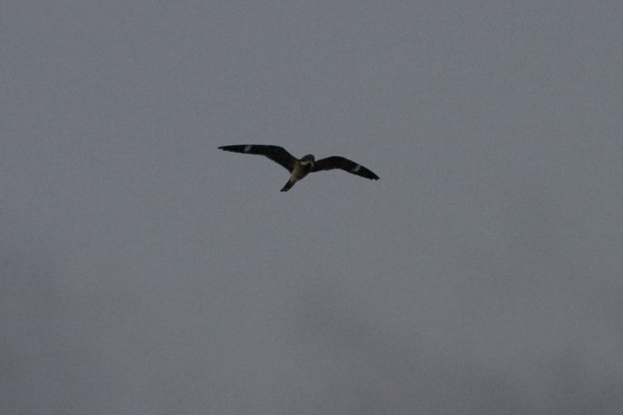 Antillean Nighthawk in flight