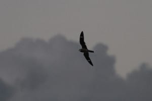 Antillean Nighthawk in flight