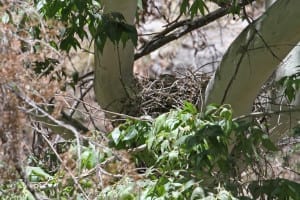 Northern Goshawk on nest