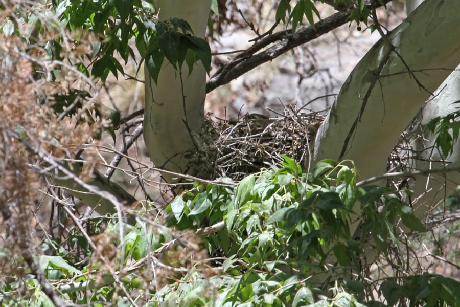Northern Goshawk on nest