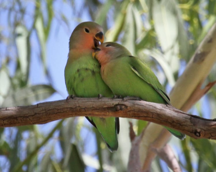 Rosy-faced Lovebirds