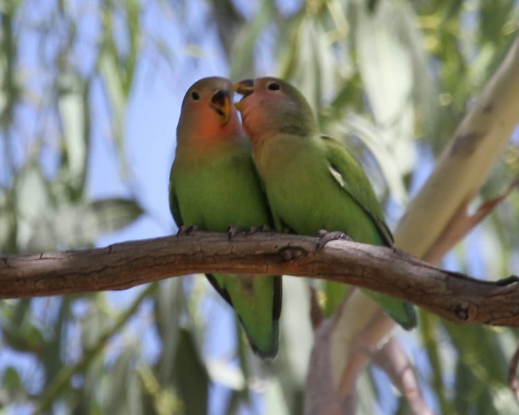 Rosy-faced Lovebirds