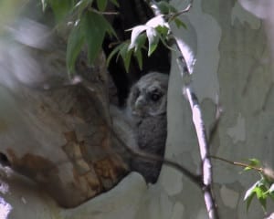 Spotted Owl chick