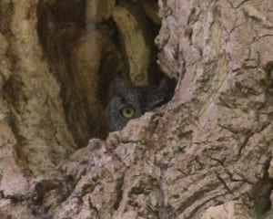 Western Screech-Owl juvenile