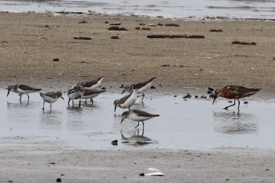 Curlew Sandpiper with Semipalmated Sandpipers