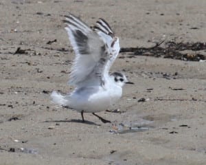 Little Gull - first cycle