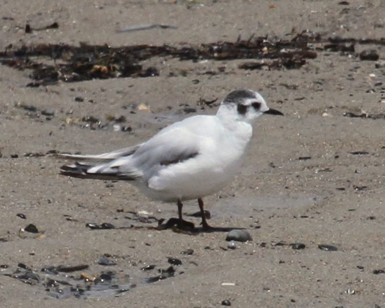 Little Gull - first cycle