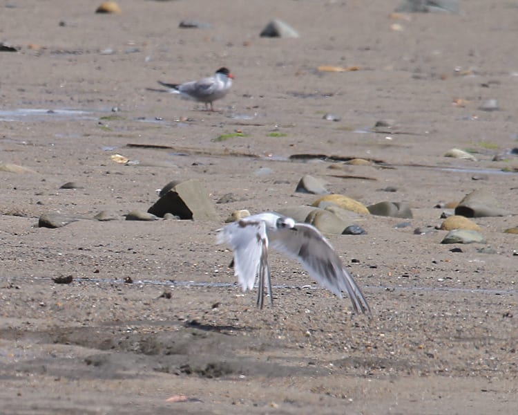 Little Gull - first cycle, with Common Tern
