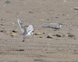 Little Gull - first cycle, with Common Tern