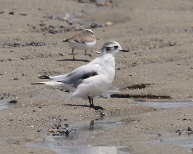 Little Gull - first cycle, with Semipalmated Plover