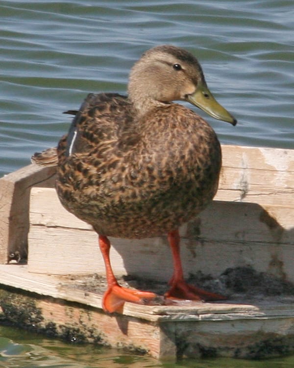 Mexican Duck female