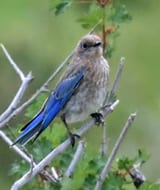 Western Bluebird juvenile