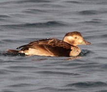 Long-tailed Duck - juvenile