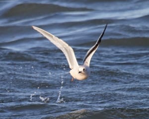 Ross's Gull - first cycle