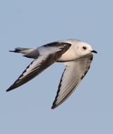 Ross's Gull - first cycle