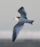 Sabine's Gull - first cycle