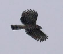 Hook-billed Kite - female