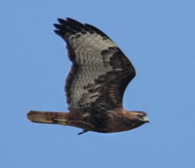 Red-tailed Hawk - dark morph