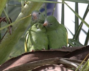 White-winged Parakeet - pair